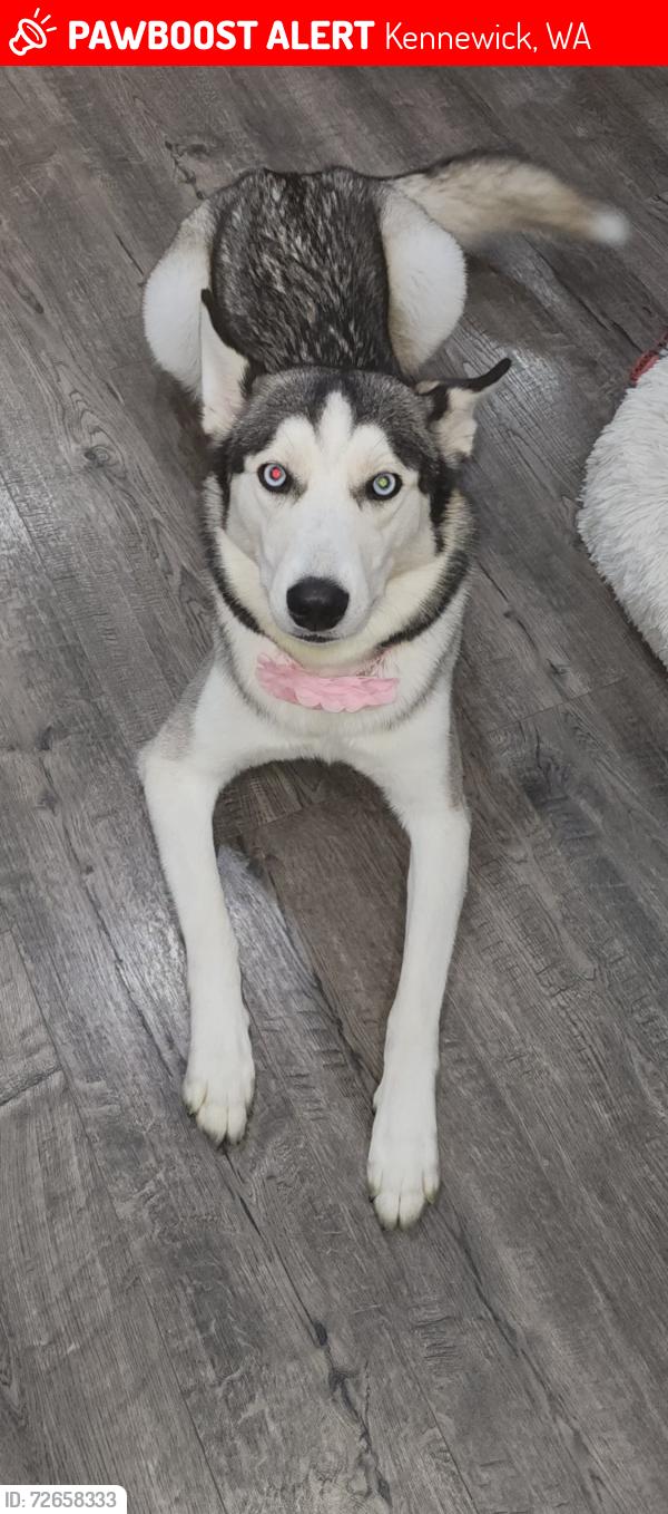 Lost Female Dog last seen 10th ave, Kennewick, WA 99336
