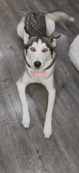 Lost Female Dog last seen 10th ave, Kennewick, WA 99336
