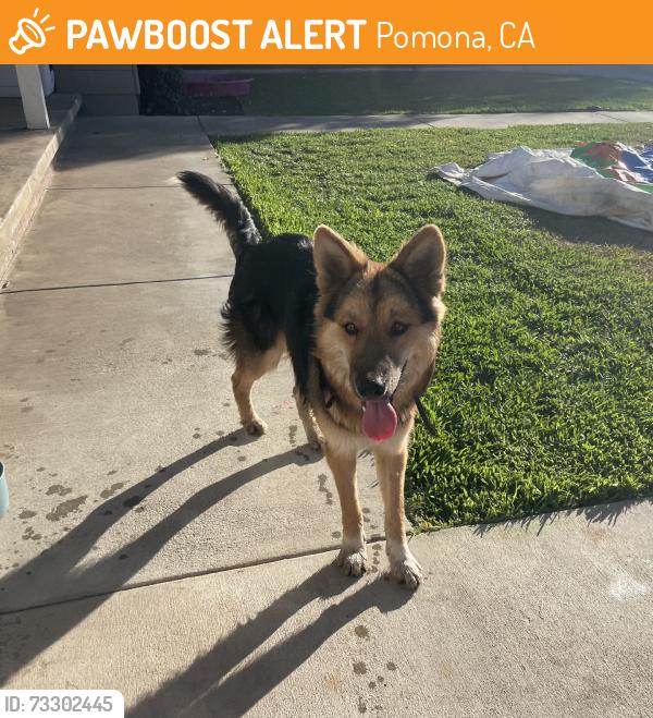 Found/Stray Male Dog last seen Garey & Arrow, Pomona, CA 91767