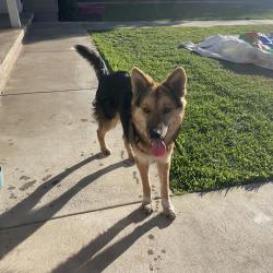 Found/Stray Male Dog last seen Garey & Arrow, Pomona, CA 91767