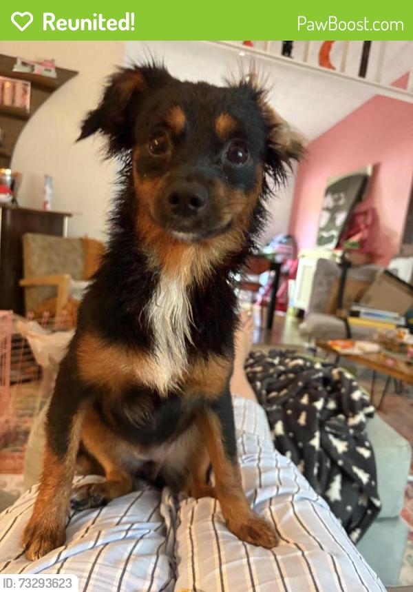 Reunited Female Dog last seen Biffle Road & Corn Crib Court, Redan, GA 30088