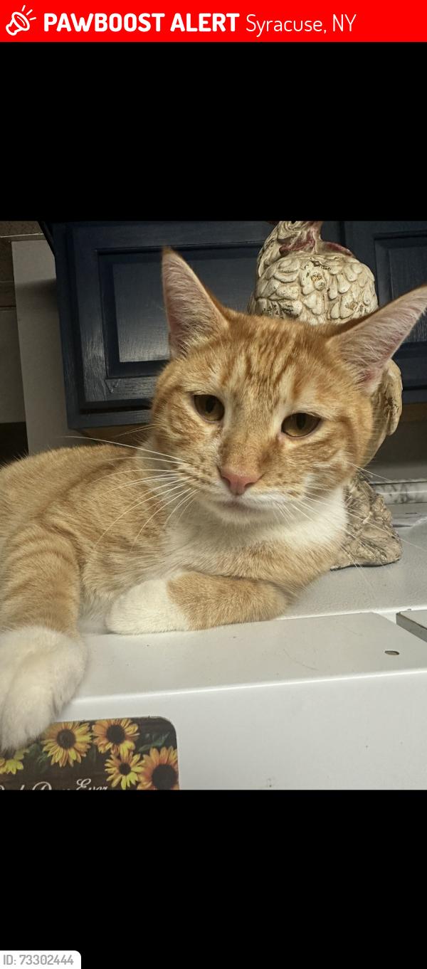 Lost Male Cat last seen Charles Ave and Woods Road, Syracuse, NY 13209