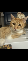 Lost Male Cat last seen Charles Ave and Woods Road, Syracuse, NY 13209