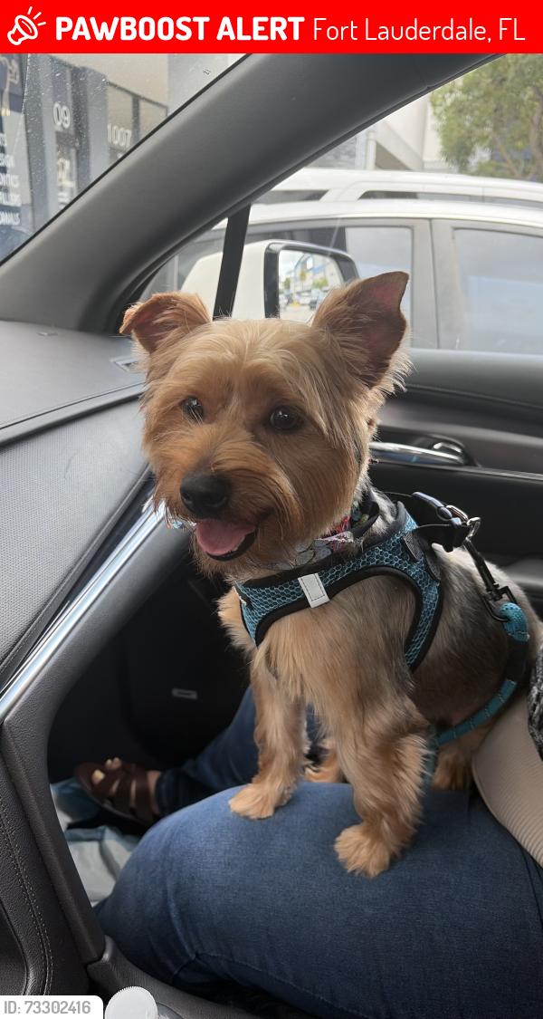 Lost Male Dog last seen Near Alabama av Fort Lauderdale, Fort Lauderdale, FL 33312