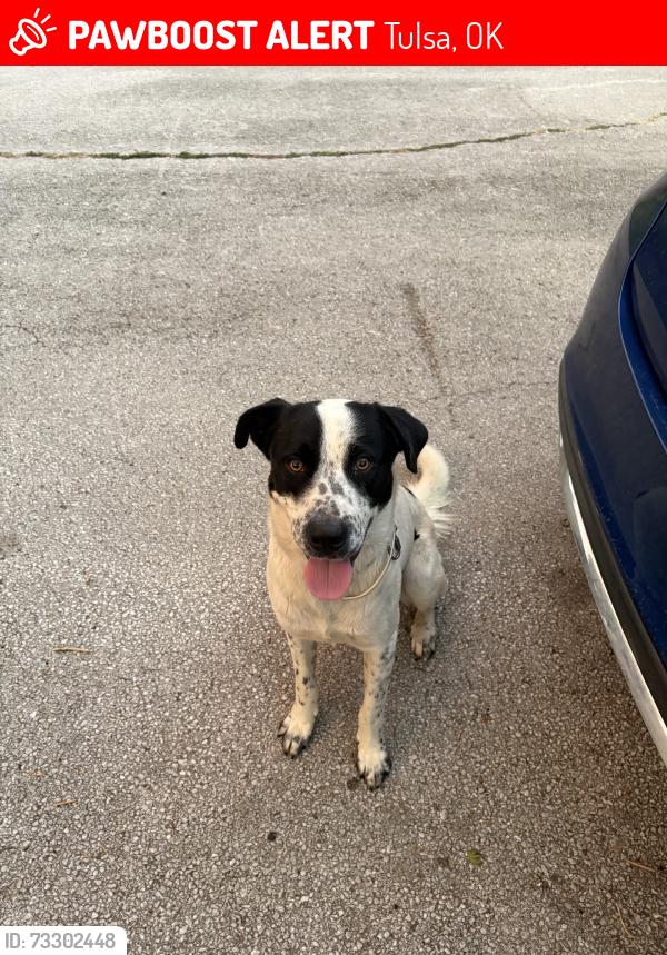 Lost Male Dog last seen Vancouver, reconsilition, Tulsa, OK 74127