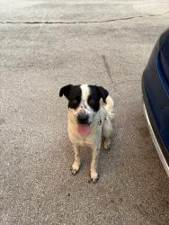 Lost Male Dog last seen Vancouver, reconsilition, Tulsa, OK 74127