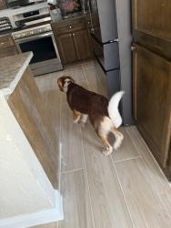 Lost Male Dog last seen Bridal Ridge and Penn, Edmond, OK 73012