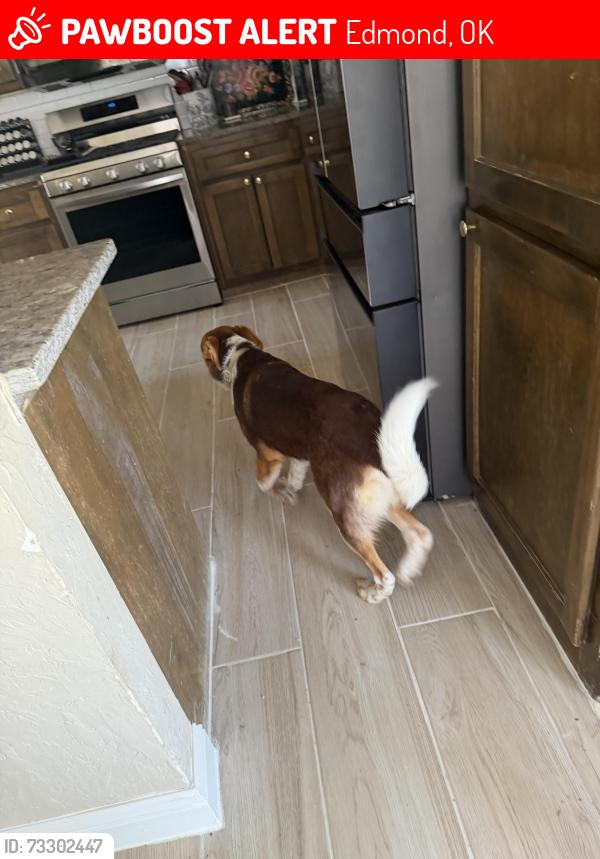 Lost Male Dog last seen Bridal Ridge and Penn, Edmond, OK 73012
