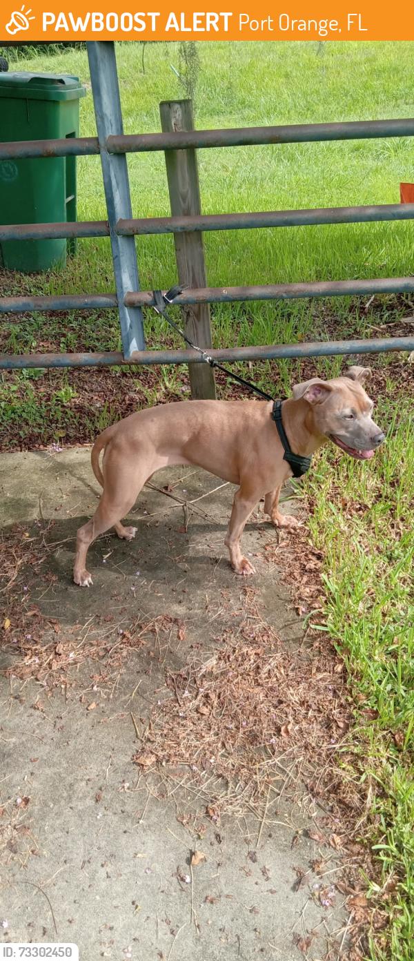 Found/Stray Female Dog last seen Jerry Circle/ Advocato lane Port Orange, fl, Port Orange, FL 32128