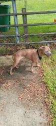 Found/Stray Female Dog last seen Jerry Circle/ Advocato lane Port Orange, fl, Port Orange, FL 32128