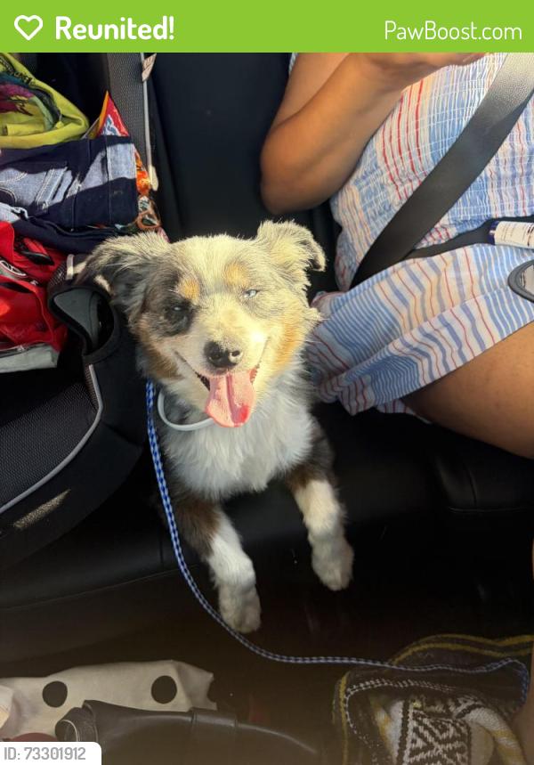 Reunited Male Dog last seen Near Brunache St, Downey, CA 90242