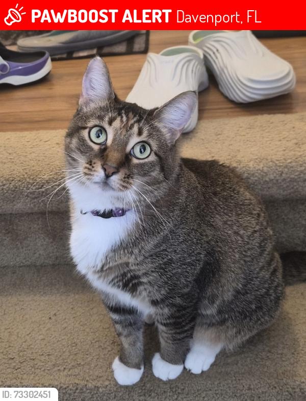 Lost Female Cat last seen Near Champions Gate Blvd W, Championsgate, FL 33896, Davenport, FL 33896