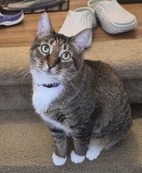 Lost Female Cat last seen Near Champions Gate Blvd W, Championsgate, FL 33896, Davenport, FL 33896