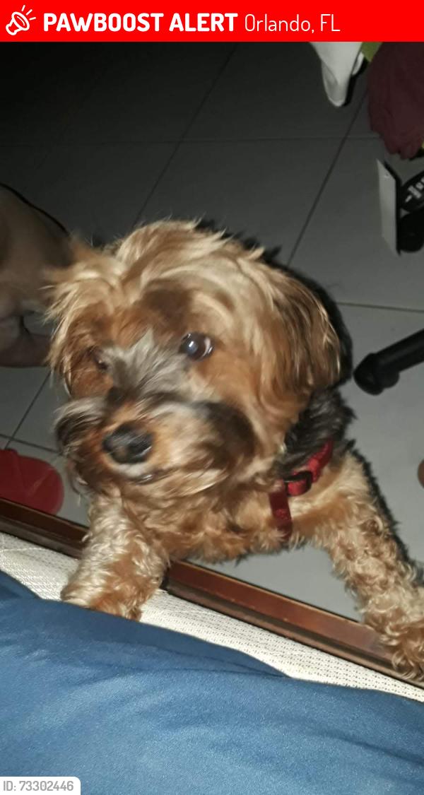 Lost Female Dog last seen Near subway orange avenue, Orlando, FL 32809