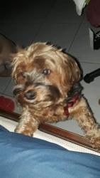 Lost Female Dog last seen Near subway orange avenue, Orlando, FL 32809