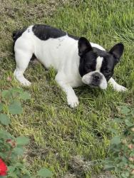 Lost Male Dog last seen 24th and grand, Amarillo, TX 79107