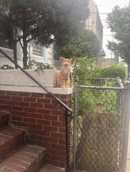 Lost Male Cat last seen East tremont and Montgomery place, The Bronx, NY 10461