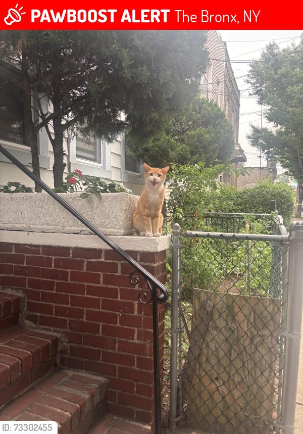 Lost Male Cat last seen East tremont and Montgomery place, The Bronx, NY 10461