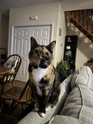 Reunited Female Cat last seen Witchduck Rd. And Pembroke Blvd, Virginia Beach, VA 23455