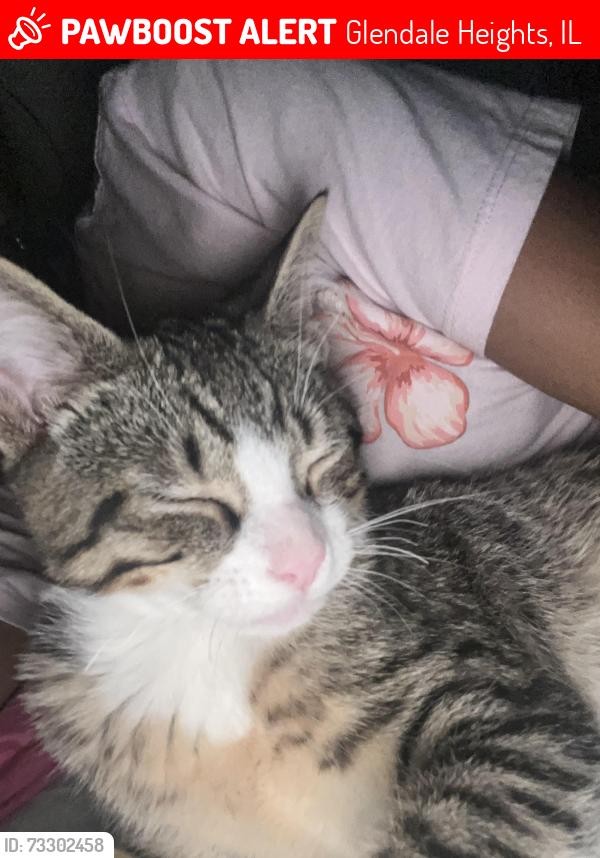 Lost Male Cat last seen Not very sure, Glendale Heights, IL 60139
