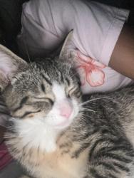 Lost Male Cat last seen Not very sure, Glendale Heights, IL 60139