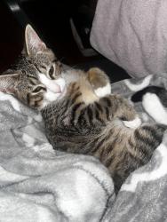 Lost Male Cat last seen west montana avenue, Glendale Heights, IL 60139