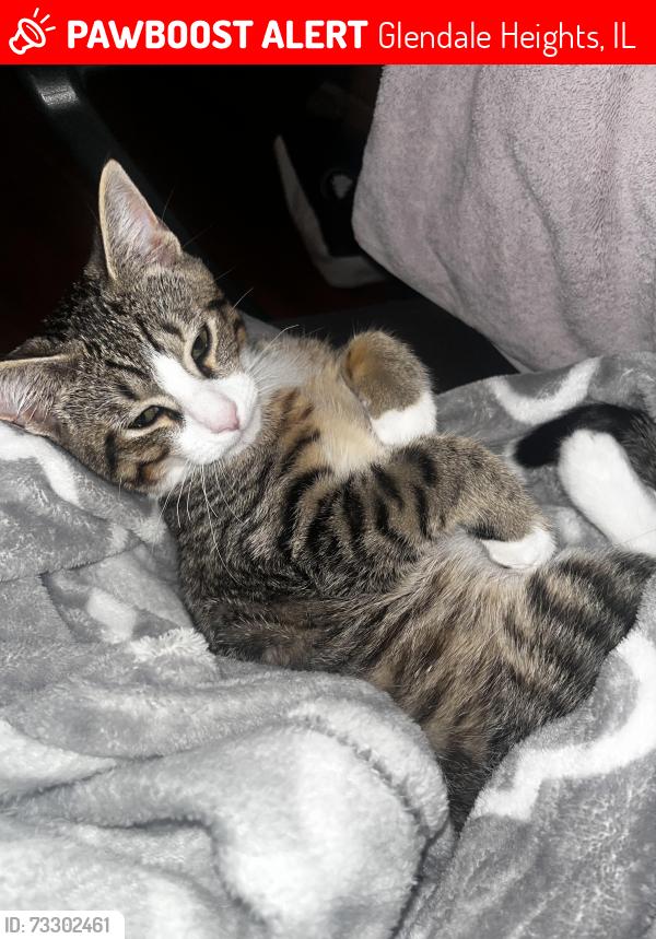 Lost Male Cat last seen west montana avenue, Glendale Heights, IL 60139