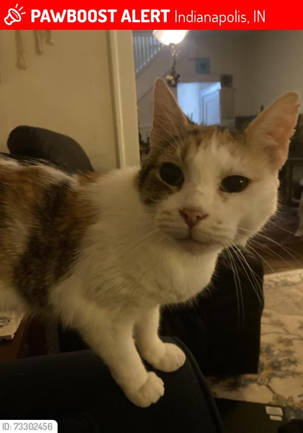 Lost Female Cat last seen 44th & Park, Indianapolis, IN 46205