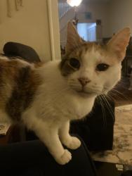 Lost Female Cat last seen 44th & Park, Indianapolis, IN 46205