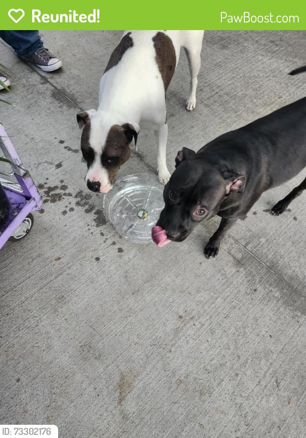 Reunited Unknown Dog last seen N main st, High Point, NC 27262