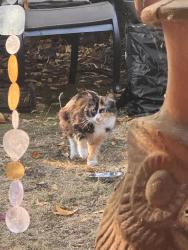 Found/Stray Female Cat last seen SE Cora and Cesar Chavez, Portland, OR 97202