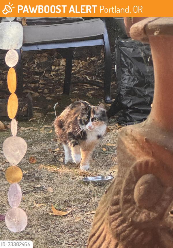 Found/Stray Female Cat last seen SE Cora and Cesar Chavez, Portland, OR 97202