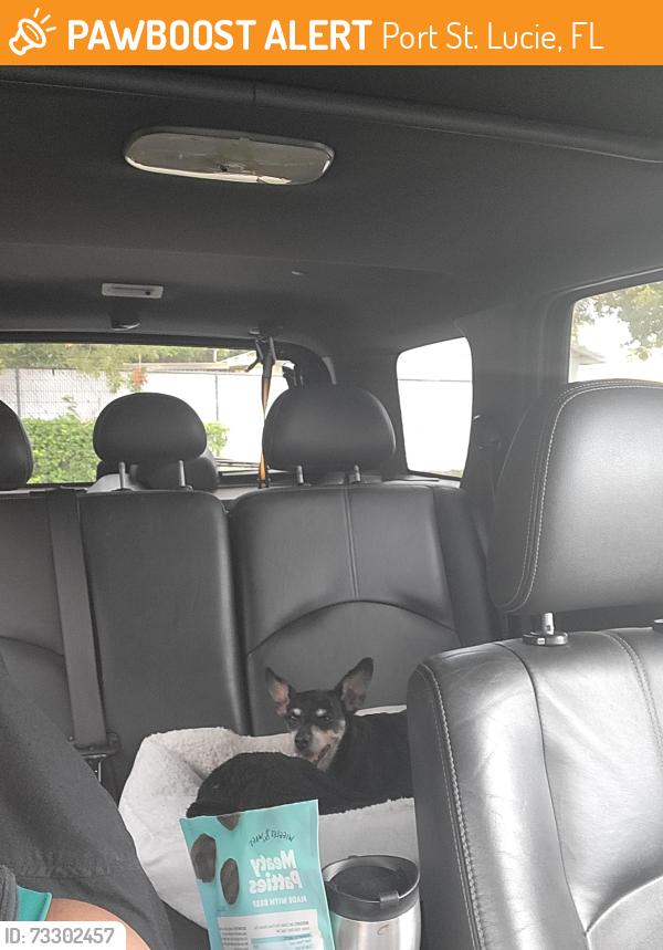 Found/Stray Female Dog last seen Sw del rio blvd, Port St. Lucie, FL 34953