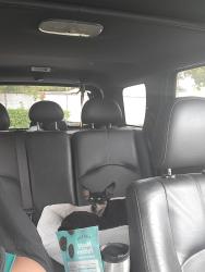 Found/Stray Female Dog last seen Sw del rio blvd, Port St. Lucie, FL 34953