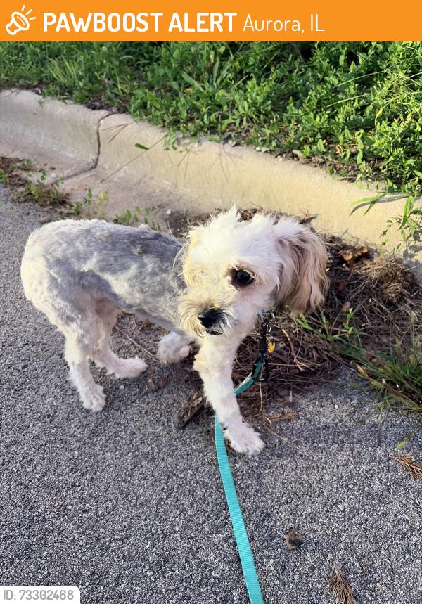 Found/Stray Male Dog last seen New York St one mile west of Eola, Aurora, IL 60502