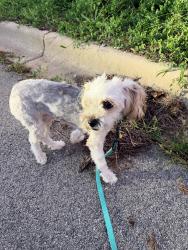 Found/Stray Male Dog last seen New York St one mile west of Eola, Aurora, IL 60502