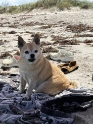 Reunited Male Dog last seen Jettie terrace Surfside Airoso, Port St. Lucie, FL 34983