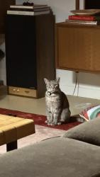 Reunited Male Cat last seen Redondo Blvd and Blackwelder St, Los Angeles, CA 90016
