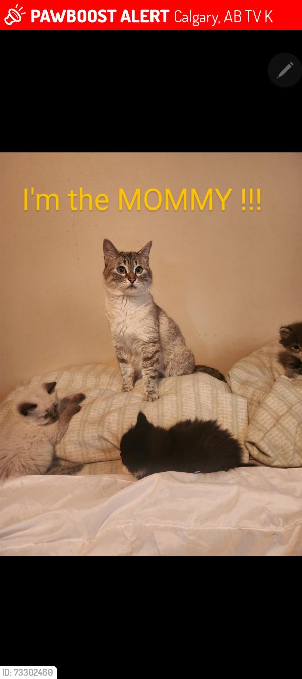 Lost Female Cat last seen Elbow drive sw. Hayboro, Calgary, AB T2V 1K7