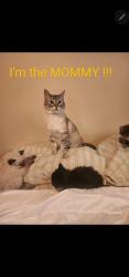 Lost Female Cat last seen Elbow drive sw. Hayboro, Calgary, AB T2V 1K7