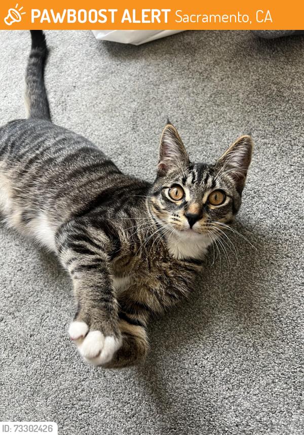 Found/Stray Male Cat last seen Westray Dr and Colonsay Way near Cochran Park, Sacramento, CA 95829