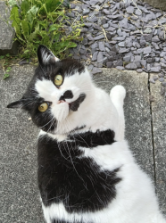 Lost Male Cat last seen Spar shop harrier road, Padgate, England WA2 0GT