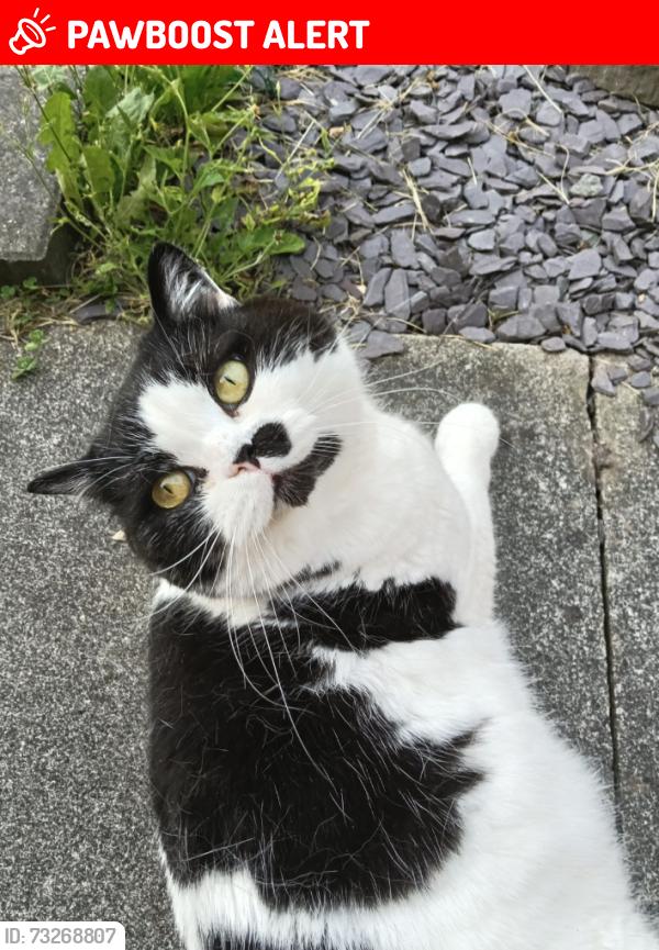 Lost Male Cat last seen Spar shop harrier road, Padgate, England WA2 0GT