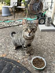 Found/Stray Female Cat last seen Harlow Rd./ Holt/ Northpark Community Church, Eugene, OR 97401