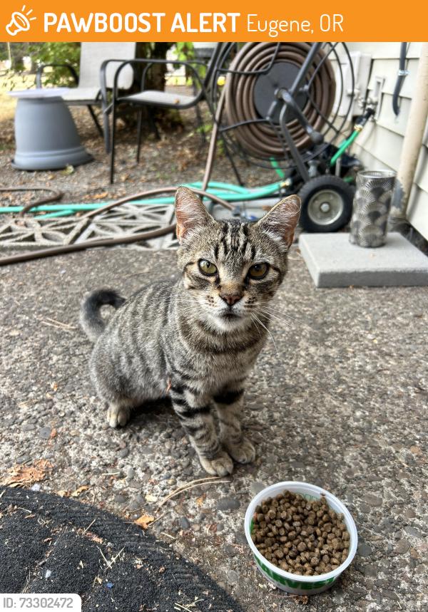 Found/Stray Female Cat last seen Harlow Rd./ Holt/ Northpark Community Church, Eugene, OR 97401