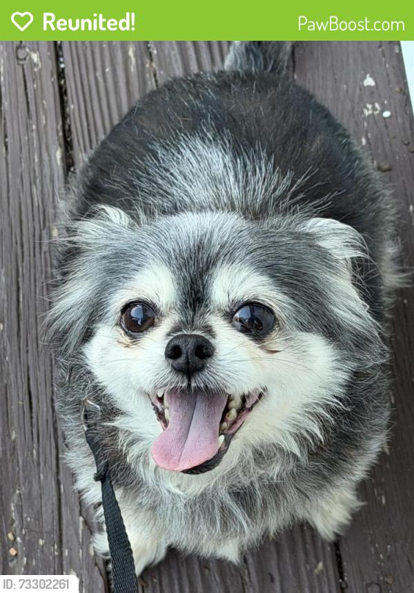 Reunited Female Dog last seen Off Route HH across from the cattle farm, Rocky Fork Township, MO 65202