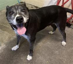 Shelter Stray Male Dog last seen BREWERTON DR & STONECREEK DR, 2127 Front St, Sacramento, CA 95818, USA