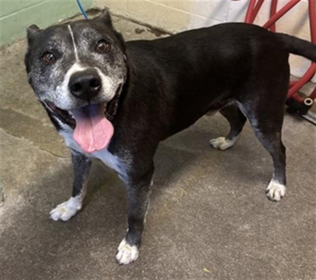 Shelter Stray Male Dog last seen BREWERTON DR & STONECREEK DR, 2127 Front St, Sacramento, CA 95818, USA