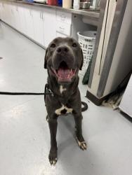 Shelter Stray Male Dog last seen , West Valley Animal Shelter, 20655 Plummer St, Chatsworth, CA 91311, USA