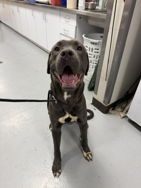 Shelter Stray Male Dog last seen , West Valley Animal Shelter, 20655 Plummer St, Chatsworth, CA 91311, USA